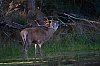 29092023084021_BrameDuCerf_septembre2023_JZ8_4092-Avec_accentuation-Bruit_1620px.jpg