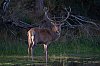 29092023085022_BraneDuCerf_septembre2023_JZ8_4110-Avec_accentuation-Bruit_1620px.jpg