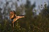 800pxBrenneJuin2016-D5J_0935.jpg