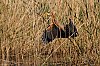 800pxBrenneJuin2016-D5J_1514_1.jpg