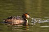 800pxBrenneJuin2016-GrebeHuppeD5J_1410.jpg
