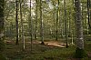 AmbianceForet28c29Jean-Marc_JANSEN_B0000374.jpg