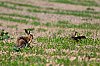 Animalier_28c29Jean-MarcJANSEN_J85_4211_800px.jpg