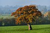 Arbres800JSN_561328c29Jean-Marc_JANSEN_1.jpg