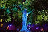 BayeuxSpectacleArbreDeLaLiberte800pxD5J_2234.jpg