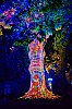 BayeuxSpectacleArbreDeLaLiberte800pxD5J_2254.jpg