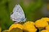 Belledonne_JZ7_5452_800px.jpg