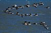 BernacheCravant_Janvier2019__28c29Jean-MarcJANSEN_J85_4251_800px.jpg