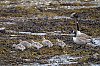 BernacheDuCanada_JZ_0742-_860.jpg