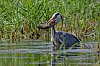 Brenne_6mai2023_JZ9_5717_860.jpg