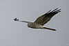 Busard_Cendre_19Juin2023_JZ9_8541_860px.jpg