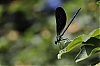 Calopterix16.jpg