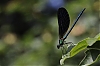 Calopterix17.jpg