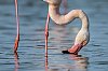 Camargue_FlamantJZ9_5605__860.jpg