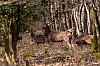 Cerf_Cerisy_mars2022_JZ9_1358-NEF_DxO_DeepPRIME_800px.jpg