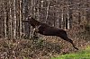Cerf_Cerisy_mars2022_JZ9_1373-NEF_DxO_DeepPRIME_800px.jpg