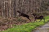 Cerf_Cerisy_mars2022_JZ9_1390-NEF_DxO_DeepPRIME_800px.jpg