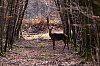 Cerf_Cerisy_mars2022_JZ9_1420-NEF_DxO_DeepPRIME_800px.jpg