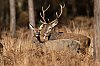 Cerfs_ForetDeCerisy_28c29Jean-MarcJANSEN_J85_3752_800px.jpg