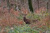 Cerfs_foretDeCerisy28c29Jean-MarcJANSEN_J85_3349_800px.jpg