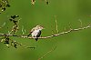 Cevennes_2017_JSN_4588.jpg