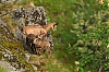 Chamois_1684.jpg