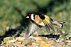 Chardonneret800.jpg