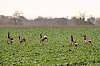 Chevreuils_Juaye-Mondaye_28c29Jean-MarcJANSEN_JZ7_8760_800px.jpg