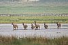 Chevreuils_baieDesVeys__25janvier2023_JZ9_0068_860.jpg