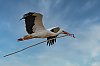CignognesBlanches_28c29Jean-MarcJANSEN_J5C_3230-Modifier-Modifier_800px.jpg