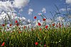 Coquelicot_B0000135.jpg