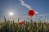 Coquelicot_B0000150.jpg