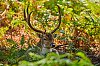 E_Septembre2018__28c29Jean-MarcJANSEN_J85_2805_800px.jpg