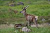 Ecosse_Mai2024_JZ9_0231_860.jpg