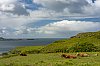 Ecosse_Mull_Mai2024_B0000477_860.jpg