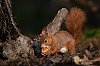 Ecureuil__JZ9_2788_1080px.jpg
