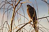 Epervier_Decembre2021_J85_5004-860px.jpg
