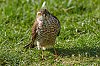 Epervier_fevrier2019__28c29Jean-MarcJANSEN_J85_4365800px7525-1.jpg