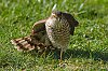 Epervier_fevrier2019__28c29Jean-MarcJANSEN_J85_4374_800px_modifie-1.jpg
