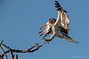 EvergladesFevrier2020_28c29Jean-MarcJANSEN_J85_1651_2000px.jpg
