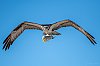 EvergladesFevrier2020_28c29Jean-MarcJANSEN_J85_2075_800px.jpg
