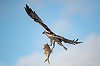 EvergladesFevrier2020_28c29Jean-MarcJANSEN_J85_2085_800px.jpg