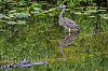EvergladesFevrier2020_28c29Jean-MarcJANSEN_JZ7_5771_2000px.jpg