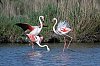 Flamant_JZ9_4812_860.jpg