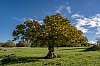 ForetCerisy_novembre2022_JZ7_6152_800px.jpg