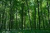 ForetDeCerisy_17mai2023_B0000081_860.jpg