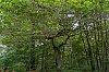 ForetDeCerisy_6octobre2021_B0002131_1620px-3.jpg