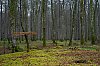 ForetDeCerisy_mars2022_JZ7_4832_800px.jpg