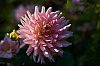 Giverny2016-800px_JSN_3862.jpg