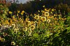 Giverny2016-800px_JSN_3867.jpg